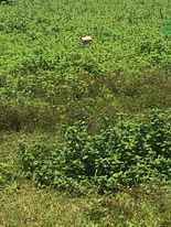 出售厂房用地 117,160平方米 在宣阳社高新技术园区内, 同奈省, 投资者优质价格