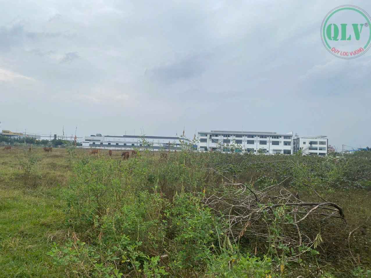 Ảnh đại diện